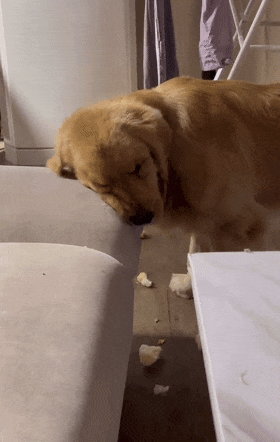 嚣张大金毛当女主人面拆沙发,看见男主人秒怂.