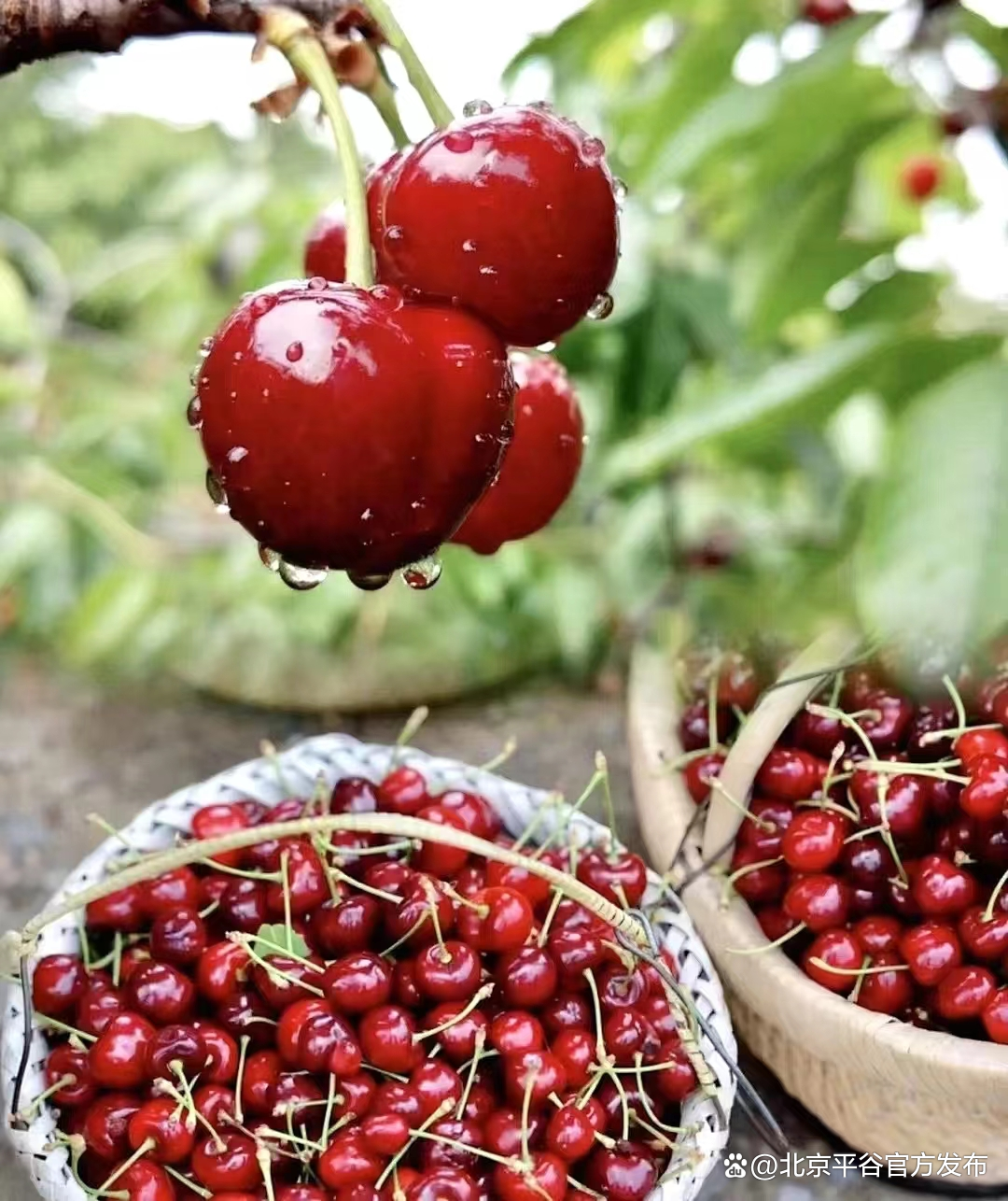 走进黄松峪乡樱桃园,一片生机盎然.