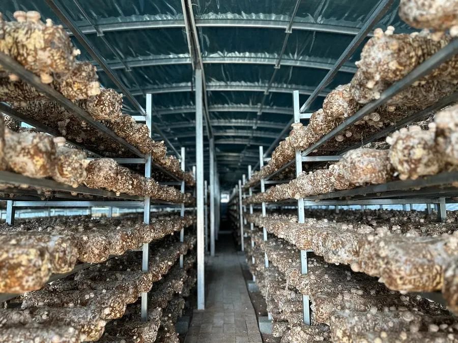 【中央媒体看甘肃】高原藏乡,一朵香菇唱响"共富曲"