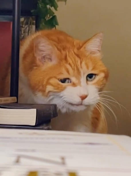 丫头这还拿不下你|黄猫_新浪新闻