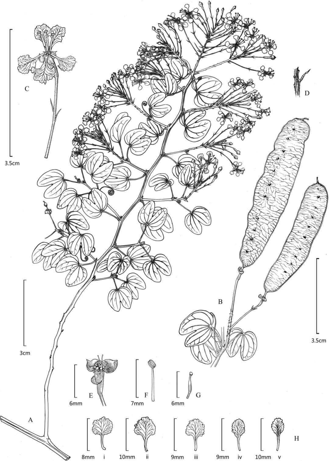 我老家遍地都是这种草,科学家却说它是个"新物种"?