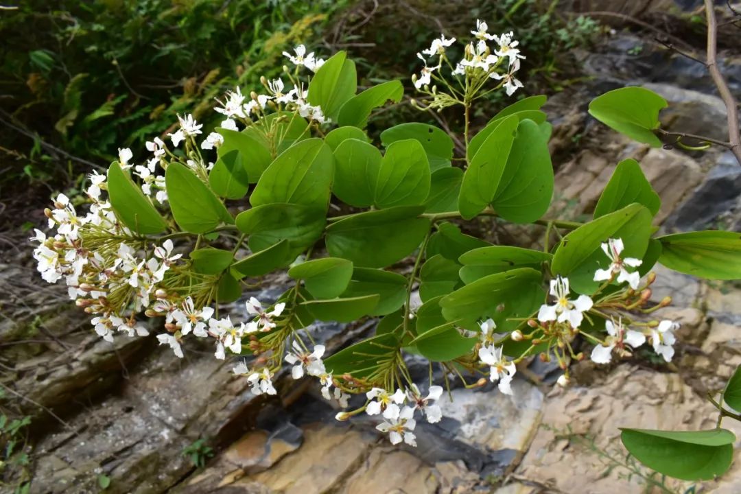 我老家遍地都是这种草,科学家却说它是个"新物种"?