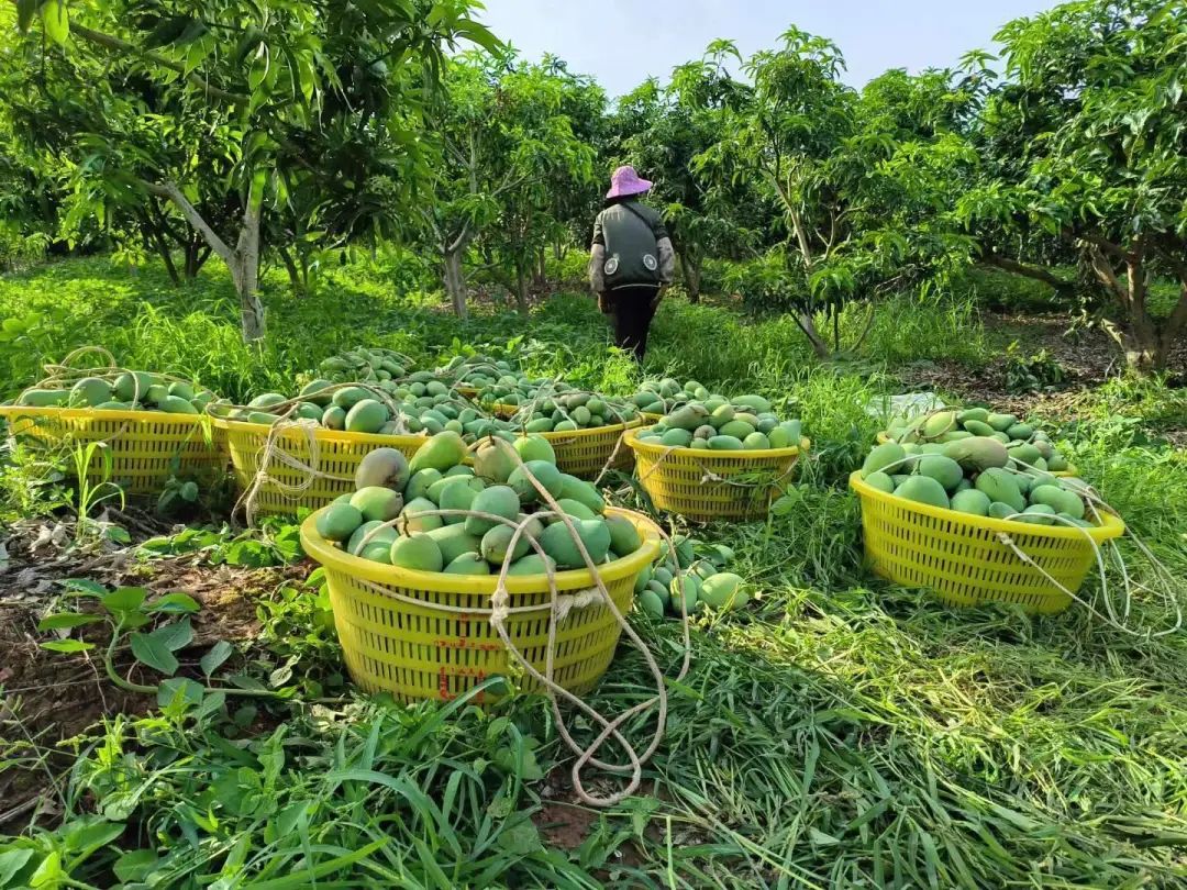 田东县芒果采摘场面.(资料图)黄尚展 摄