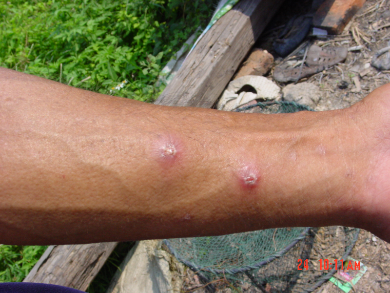 红火蚁进入活跃期,二十年已入侵我国12省未遇天敌