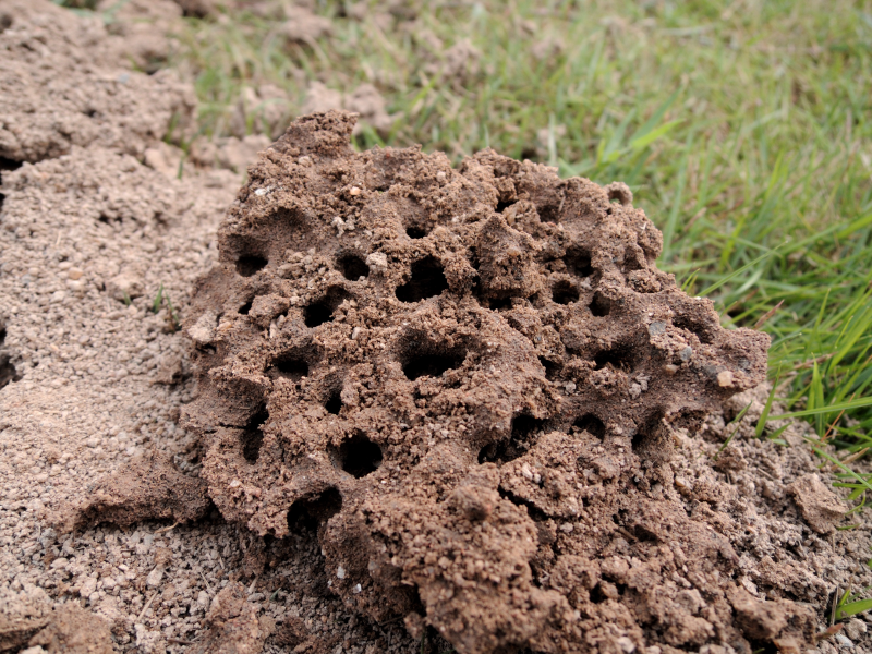 红火蚁蚁巢的内部结构.受访者供图