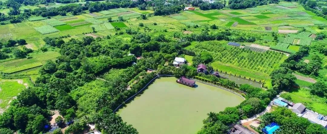 迈山咖啡,海南省休闲农业示范点,位于澄迈县金江镇.