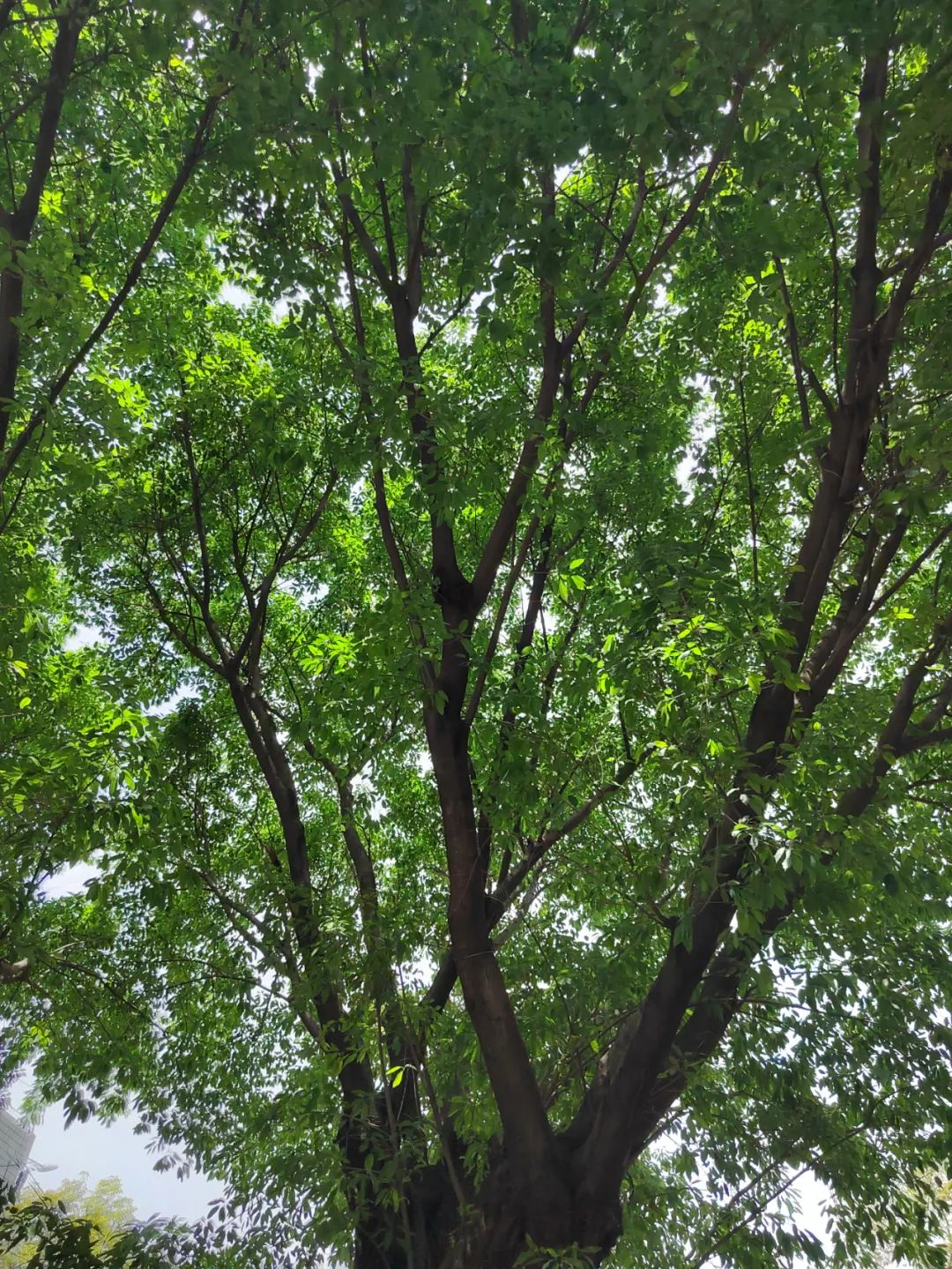 不简单!东江边这个800年历史古村,面积虽小但实力担当