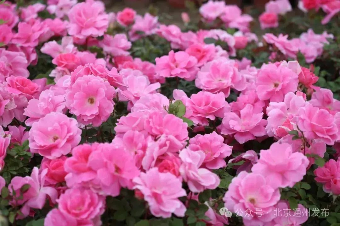 副中心这三个社区建微花园!三季有花,四季有景