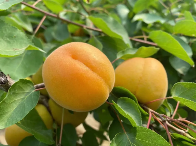 青年优选|解腻鲜果,陕西大黄杏