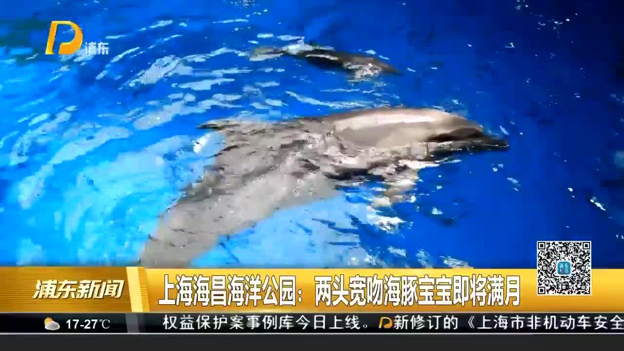 上海海昌海洋公园:两头宽吻海豚宝宝即将满月