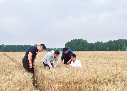 "五良一减"力促小麦颗粒归仓
