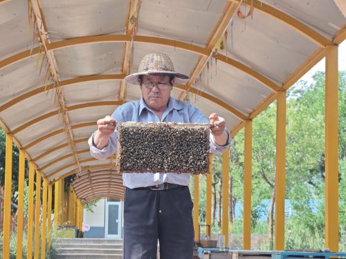 游客们可以近距离观察蜜蜂的生活习性,品尝现割蜂巢蜜……走进位于