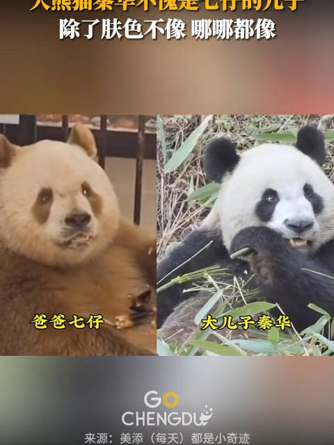 我们秦岭大熊猫秦华，不愧是七仔的儿子，虽然没遗传到七仔的肤色…_新浪新闻