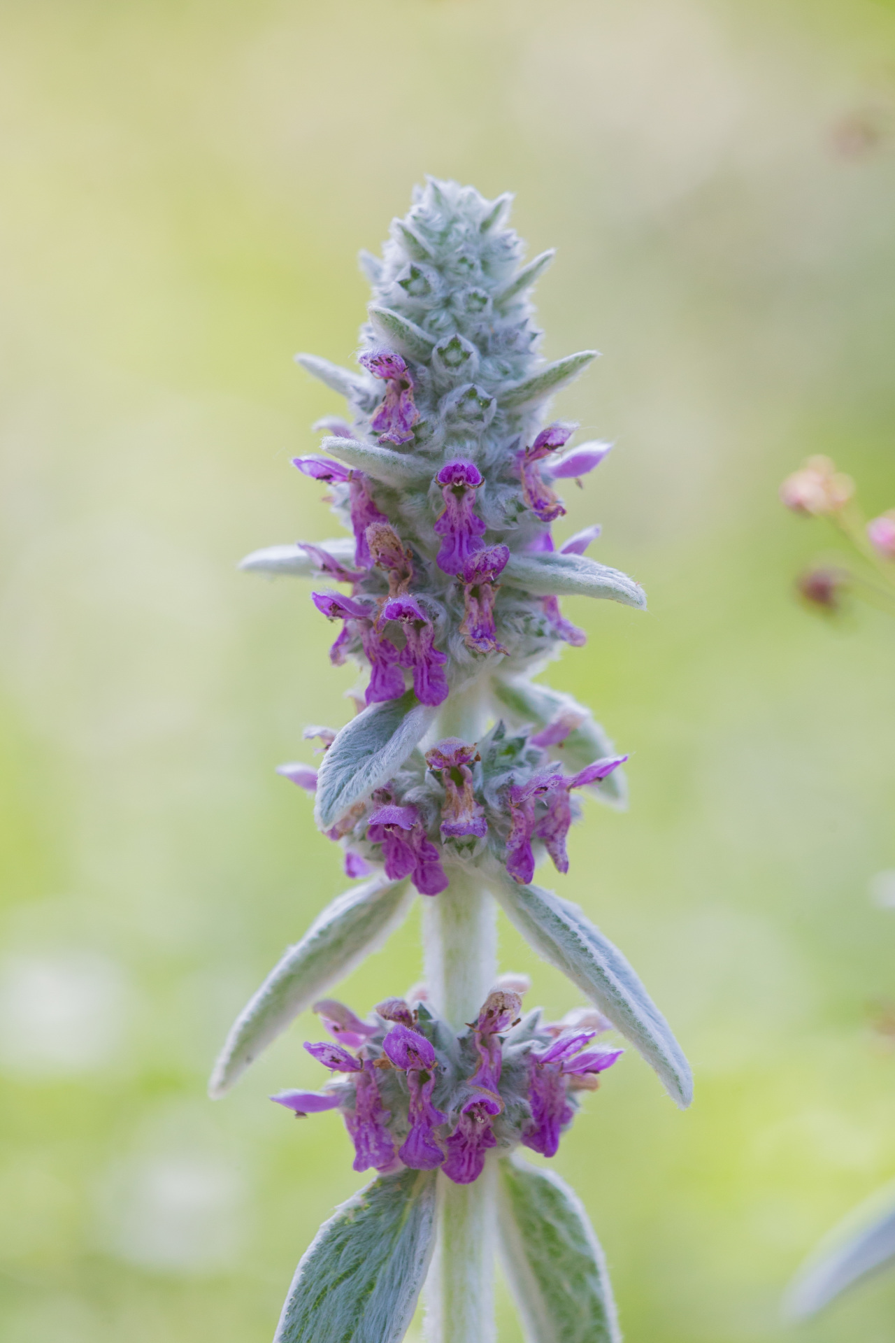 细腻的银丝,花形独特比一般的草本植物更高大,花色呈清新淡雅的黄色