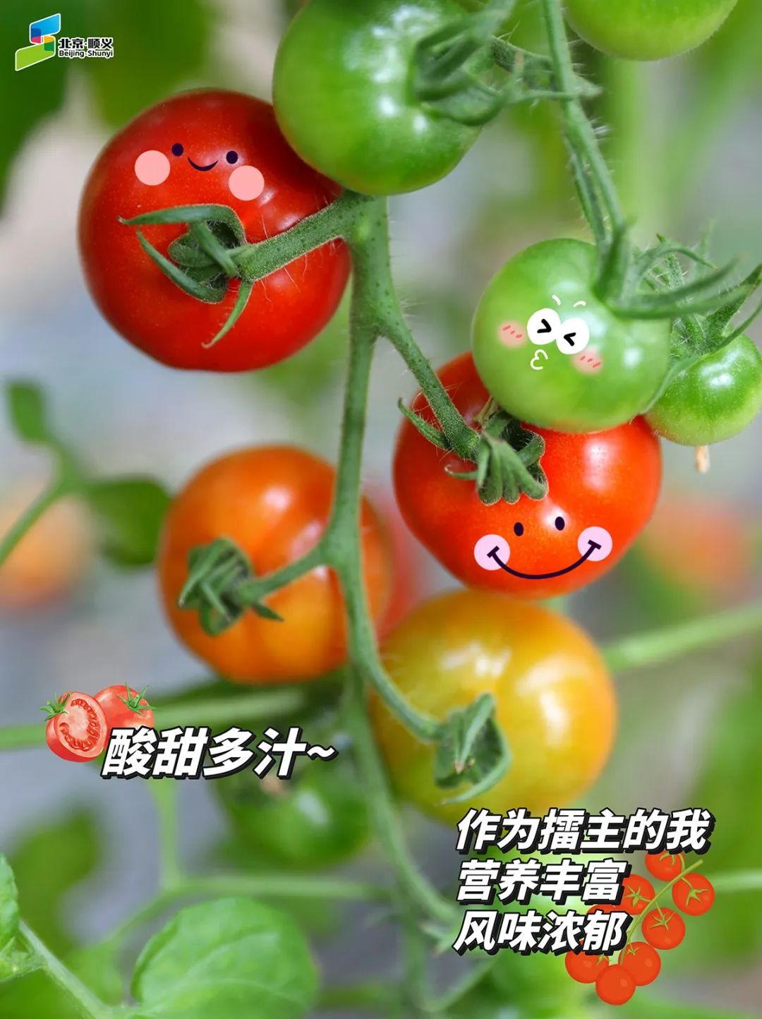 "水果黄瓜白富强-c10番茄中果福禄替卡-m24↓↓↓斩获擂主奖两种番茄