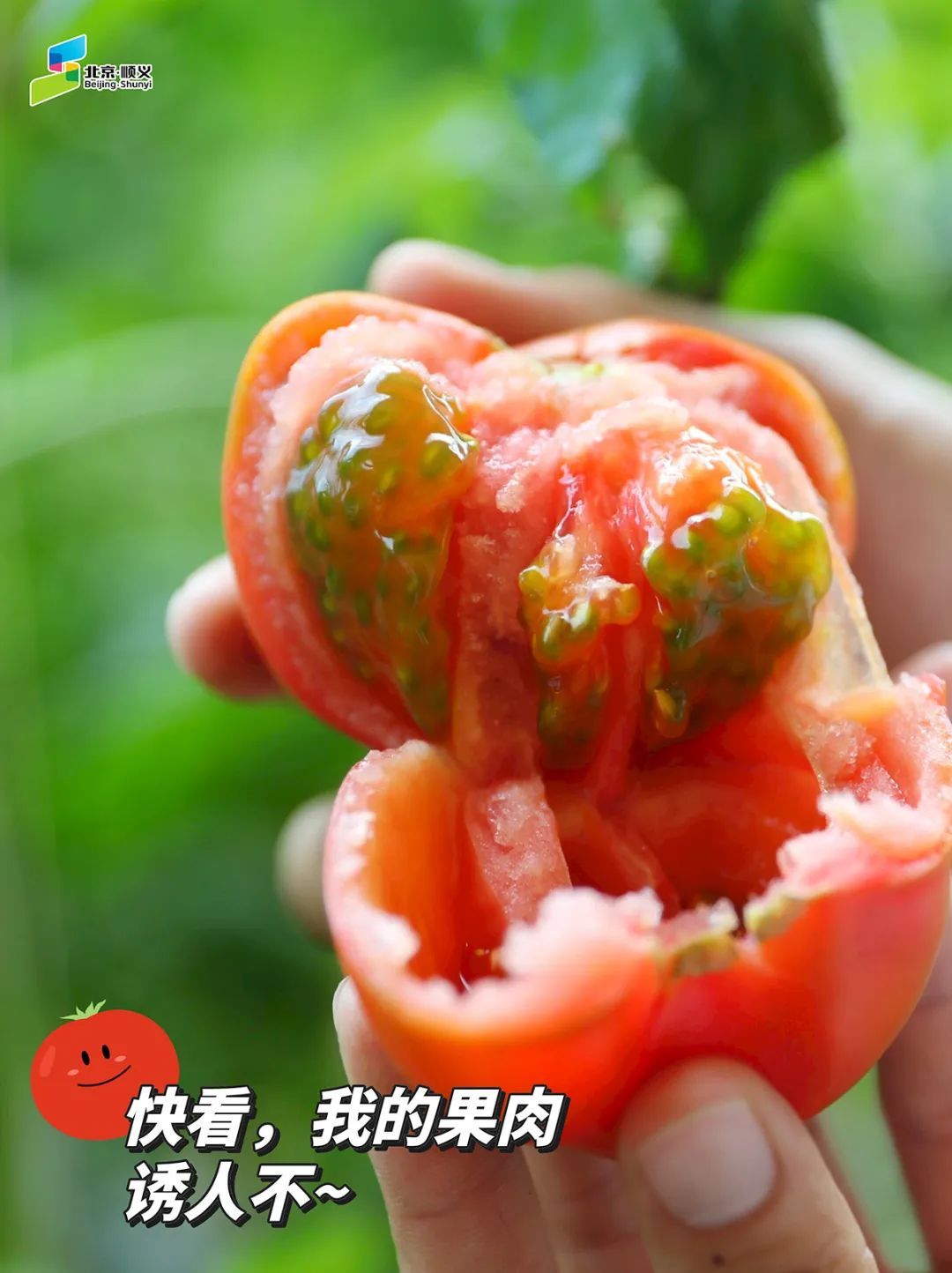 还荣获"最受市民欢迎奖"水果黄瓜白富强-c10番茄中果福禄替卡-m24