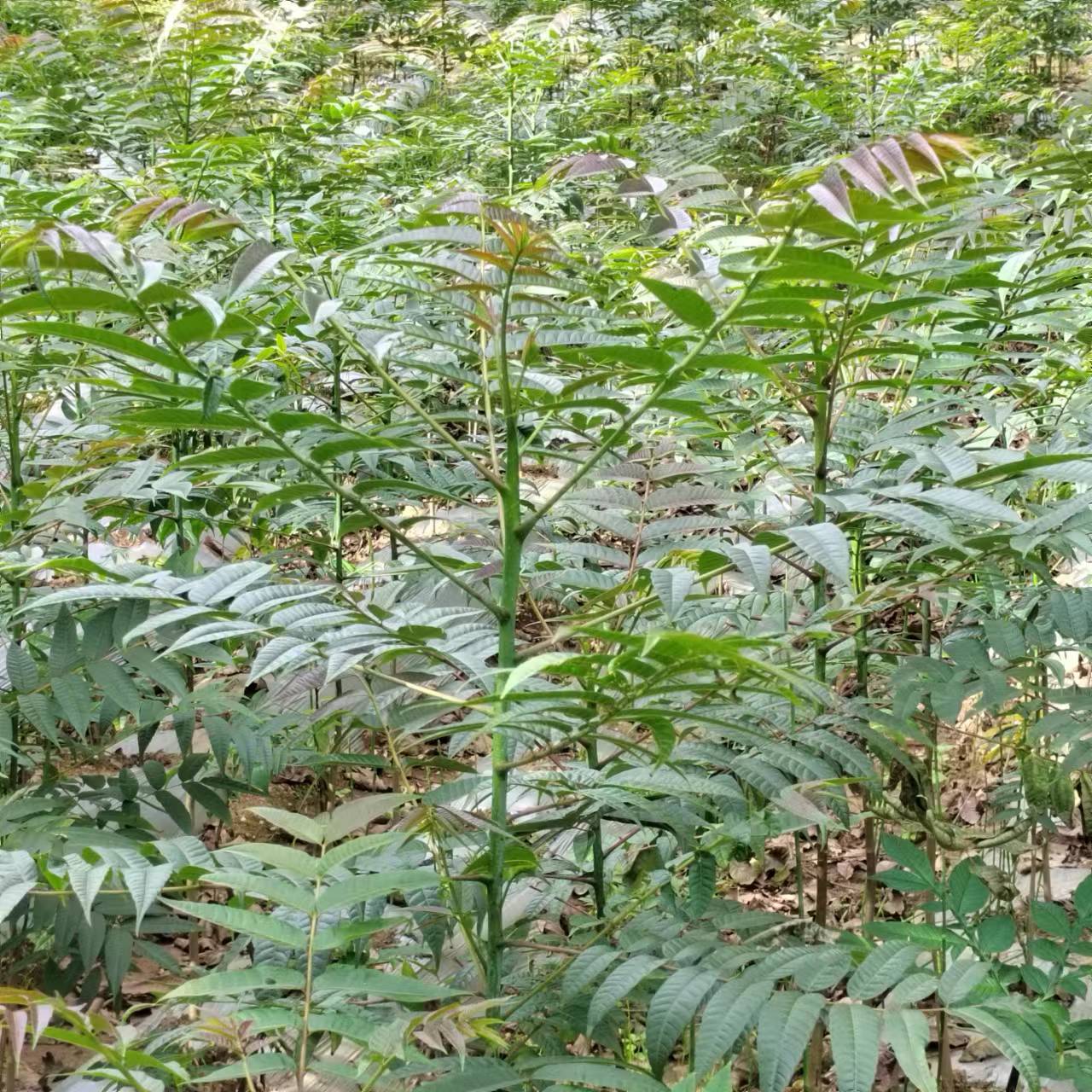 云南永德:山坡种出"摇钱树"