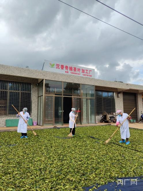 临高县沉香奇楠茶叶加工厂的工人正在晾晒沉香叶(央广网记者 付美斌