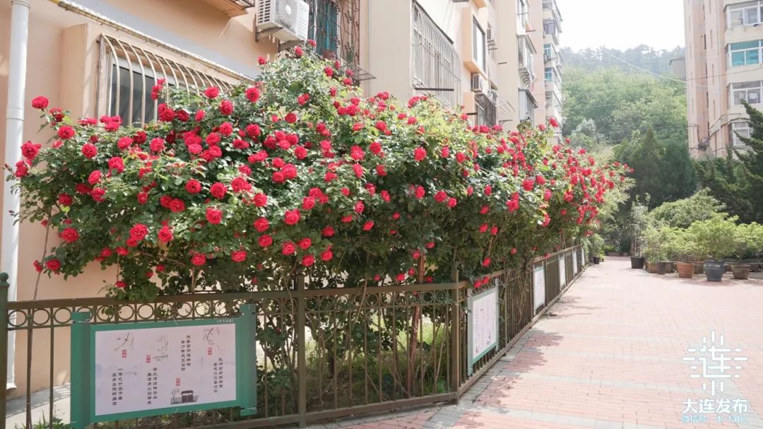 大连全城"派送"鲜花!就在这里!