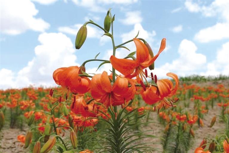 百合排行榜_网友票选最受欢迎百合番Top12(2)