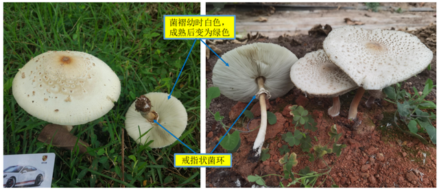 长沙已有家庭中毒