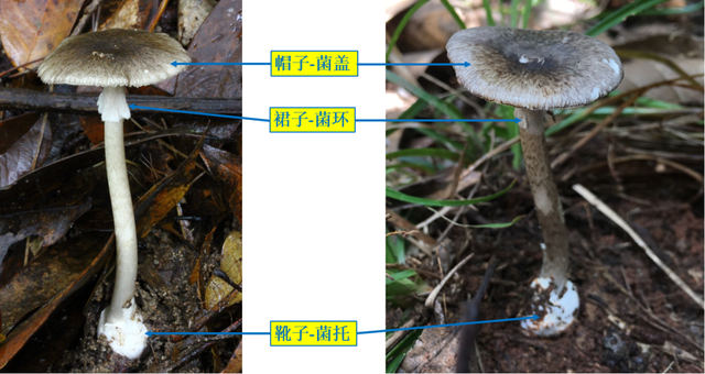 长沙已有家庭中毒