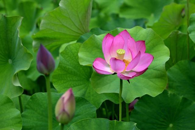 浙江金华:夏日荷花 娇艳醉人