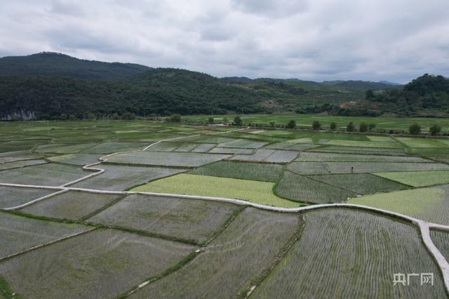 黎平县肇兴镇皮林坝区千亩沃野披上"绿装"(央广网记者 任振国 摄)"