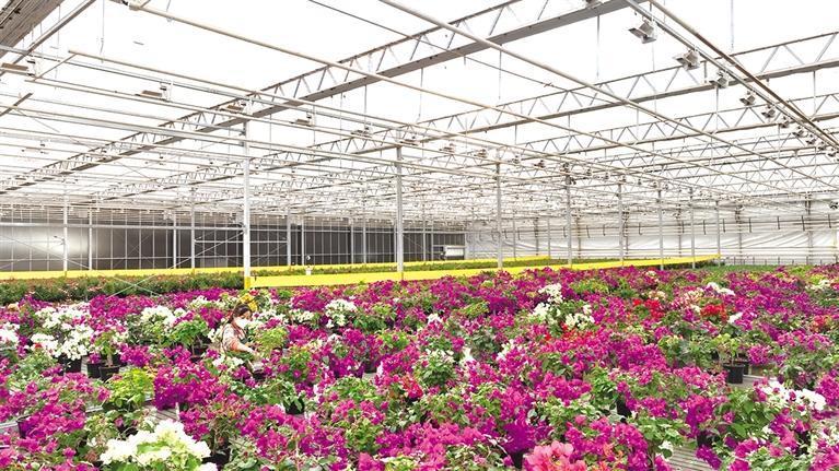 新区农投花卉大棚里盆栽花开得正艳兰州新区益海嘉里粮油加工车间强国