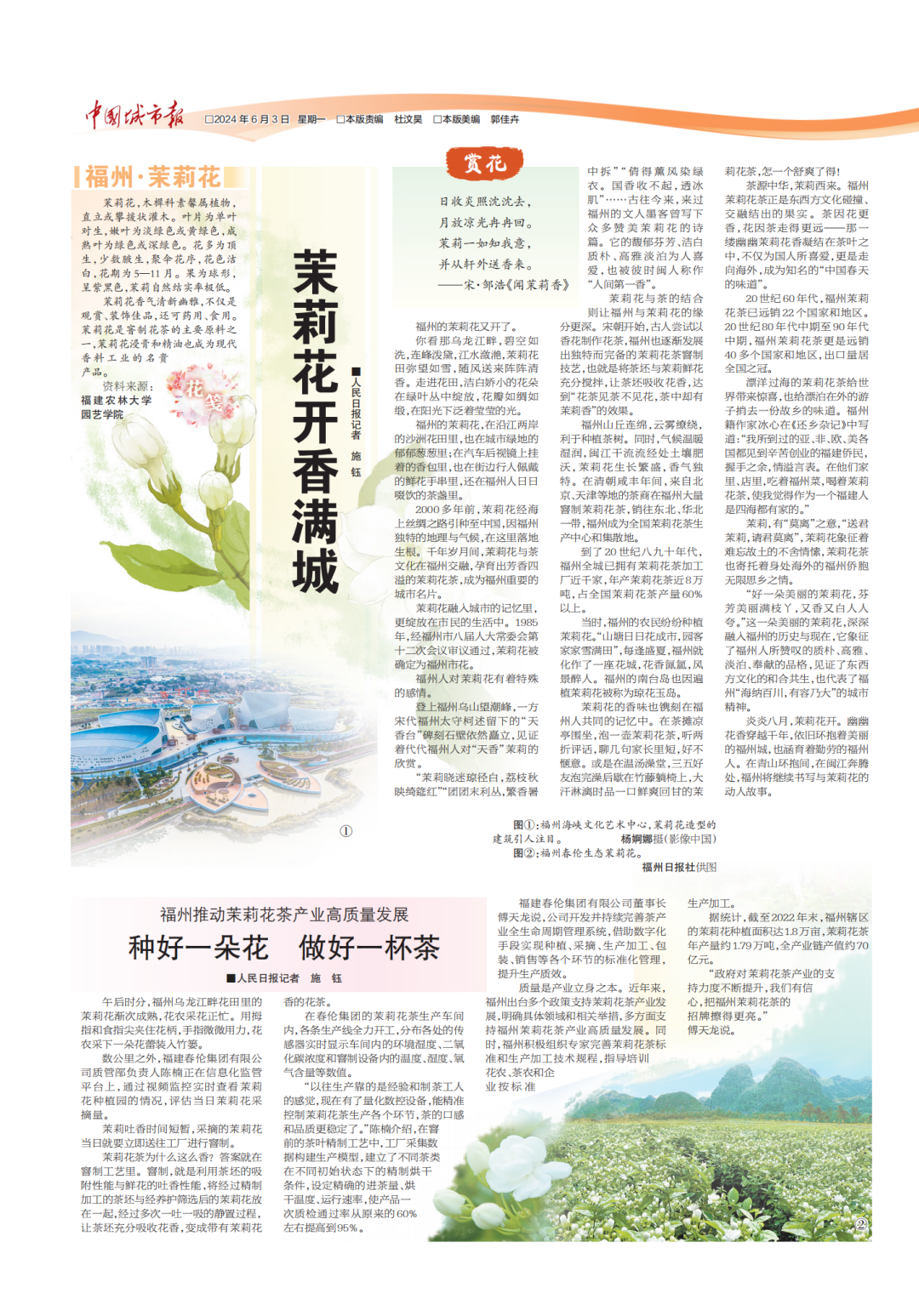 一朵花读懂一座城:茉莉花开香满城