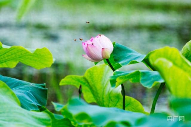蜜蜂飞舞在荷花上(央广网发 郭锋杰 摄)