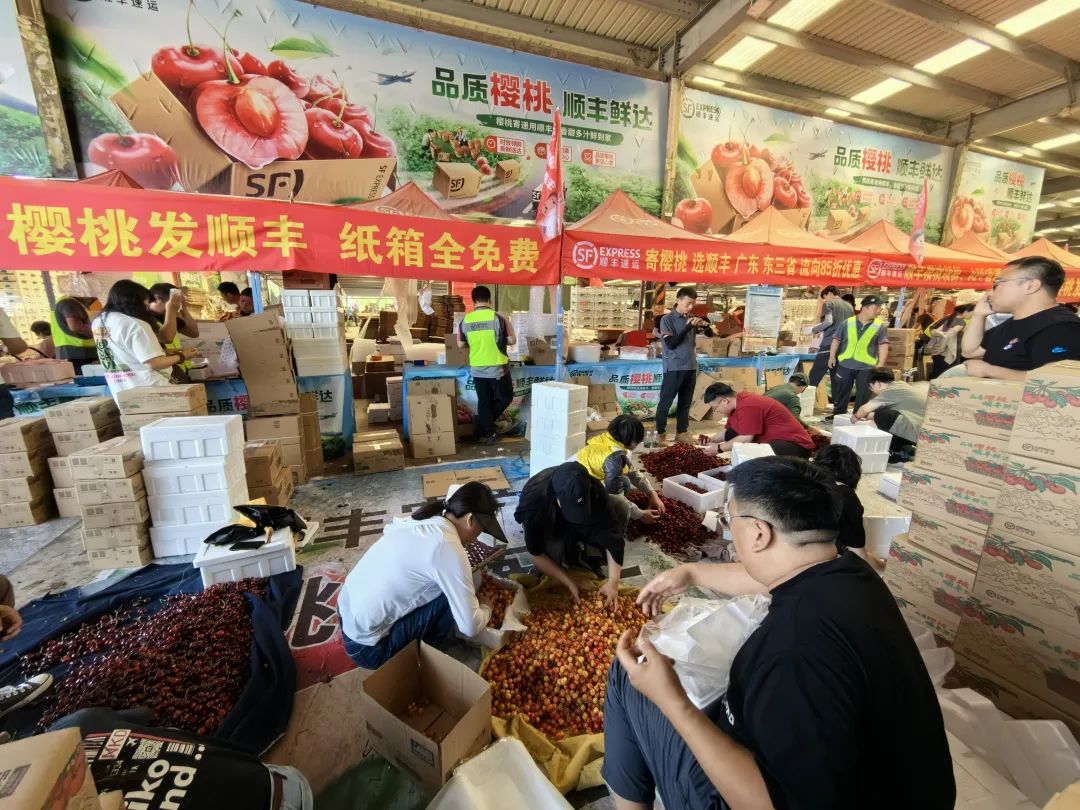 大丰收!烟台大樱桃"抢鲜",48小时送达国内外