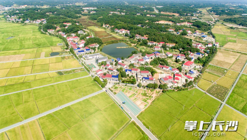 第七届插秧文化艺术节在路口镇隆平稻作公园举行