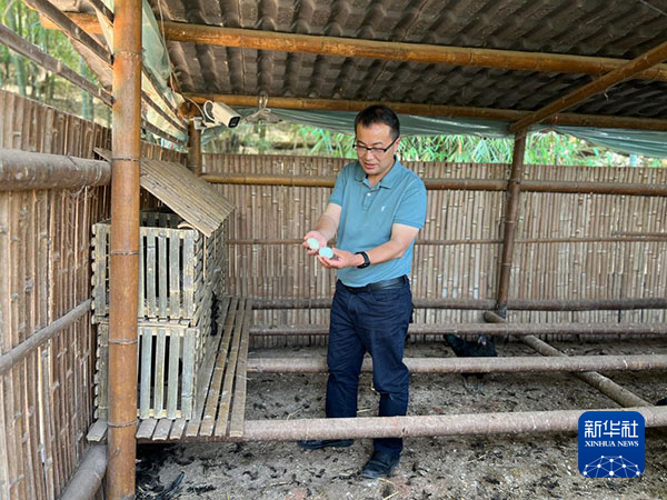 贵州赤水天台山村:智慧养殖系统助力乌骨鸡产业发展