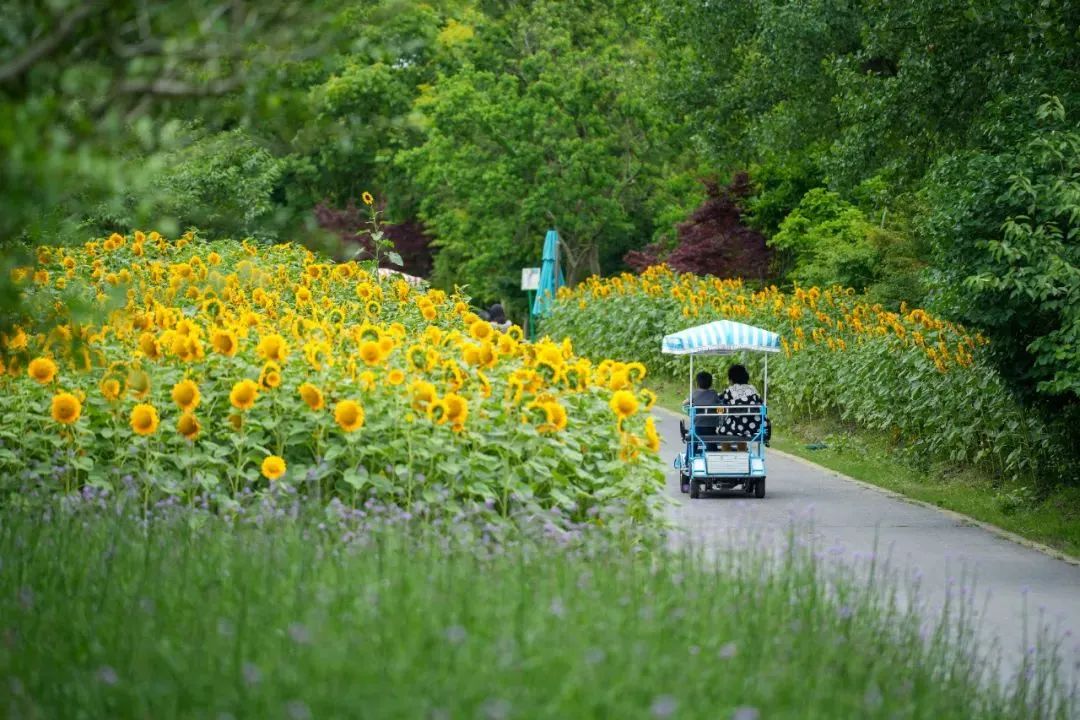 观文博,看美展,赏好剧……百余项精彩活动!上海端午这样玩