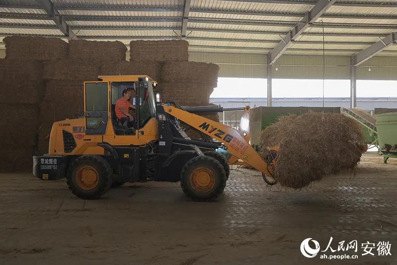 工人将秸秆送往饲料加工区.