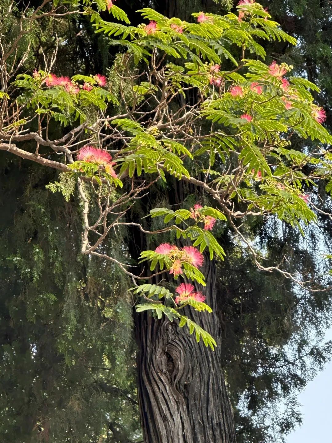 科普北海丨中式浪漫的象征——合欢花