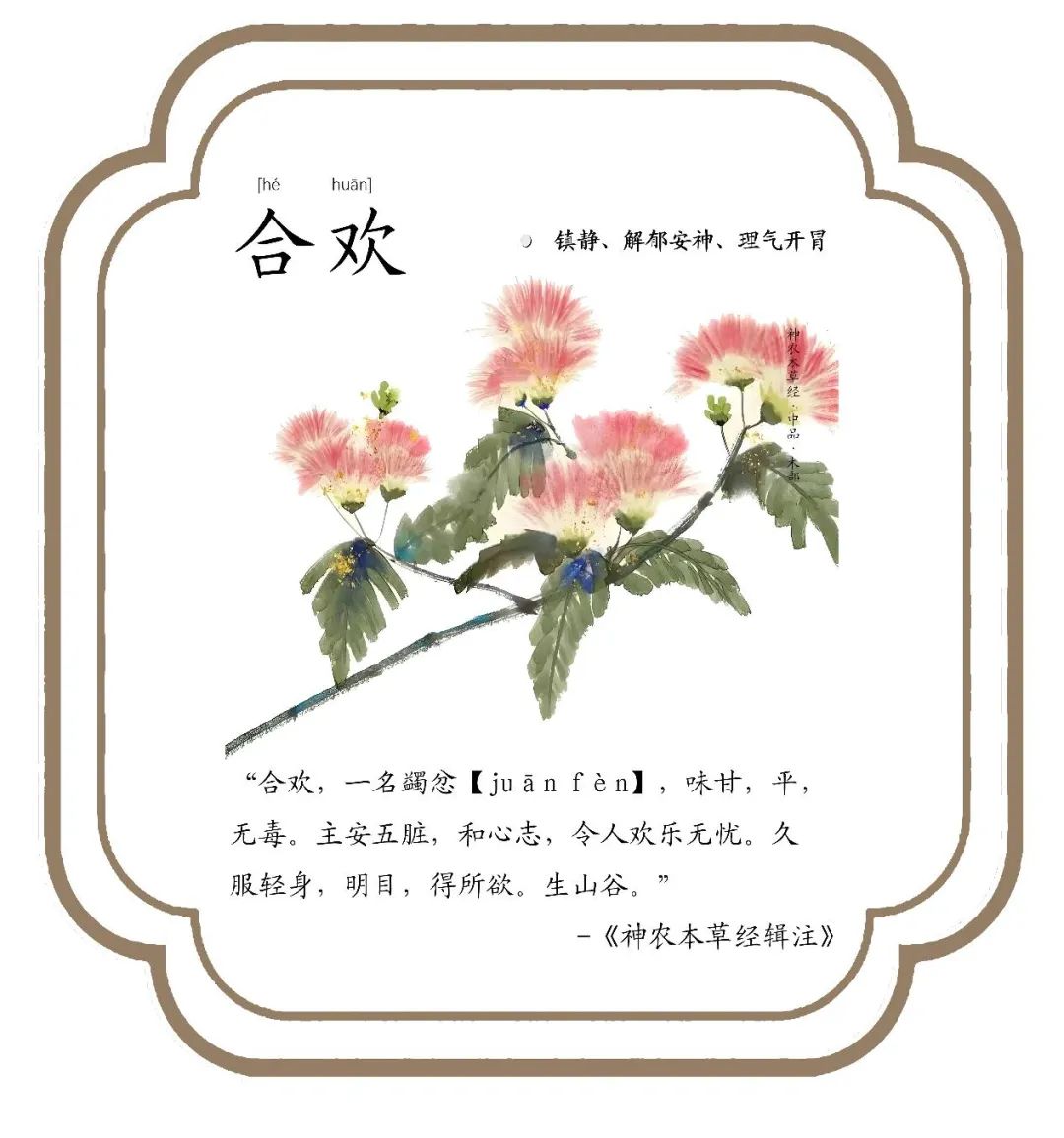 科普北海丨中式浪漫的象征——合欢花