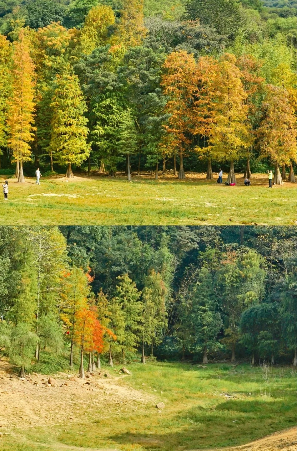 这里最美的就是落羽杉环湖周围万亩苍翠黄婆洞水库坐落于白云山(31