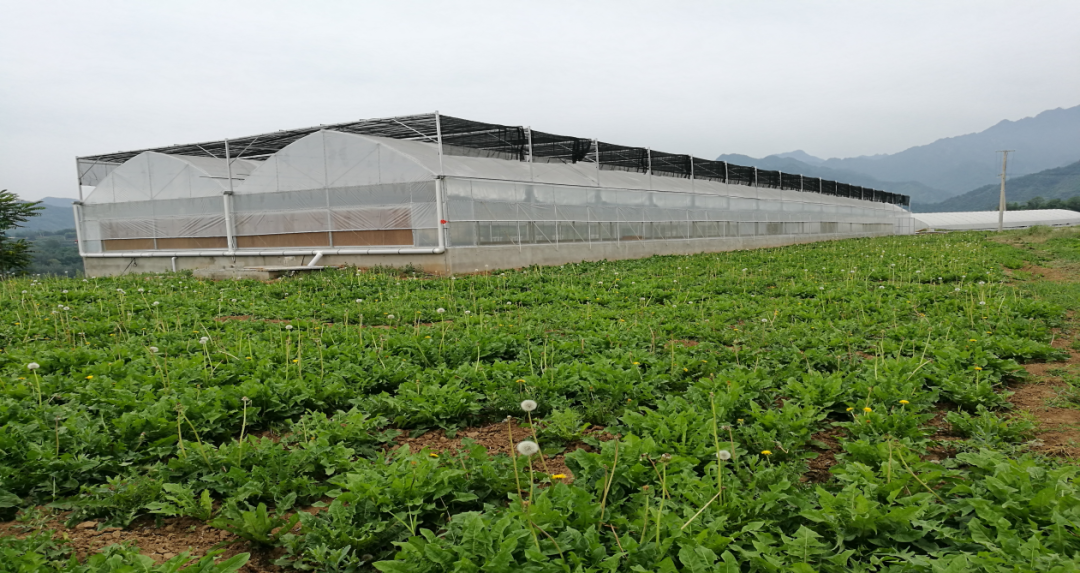 天台山风景区线路特色:休闲观光,农事体验石鼓镇茵香河村生态农业产业