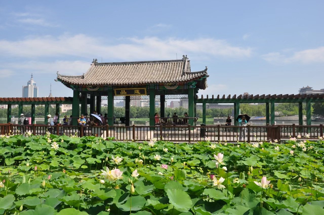 莲花池公园迎来今年夏天首朵并蒂莲