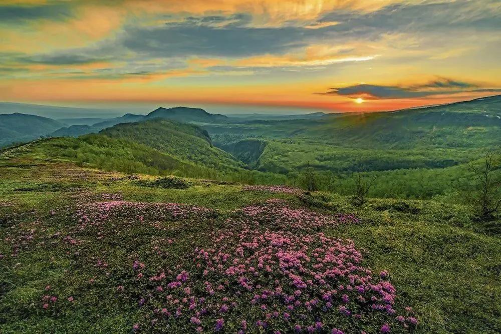 图/长白山南坡高山苔原花园 朴龙国 摄影