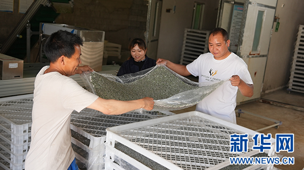 乡村振兴在行动丨贵州凤冈:"乡村掌墨师"激活产业发展动能