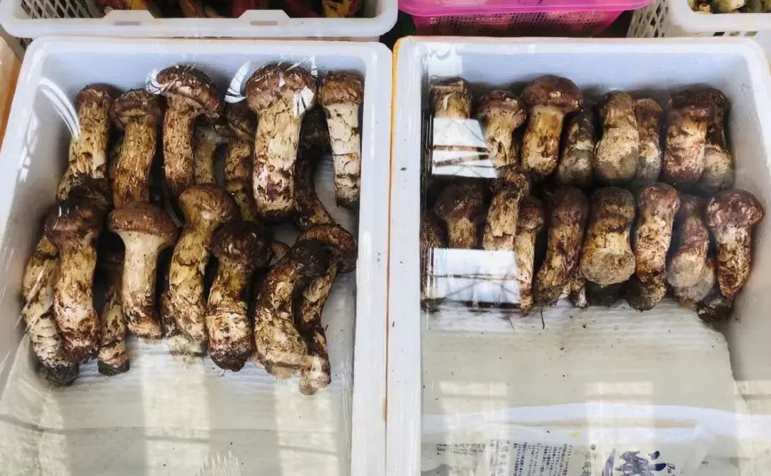 马尾松茸上市,价格"喜人"口感差异大,每公斤