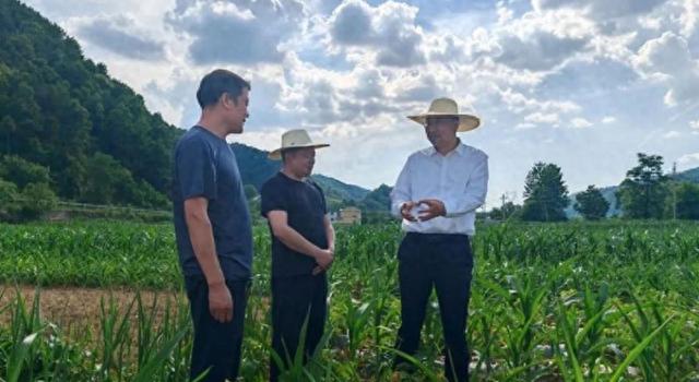 商州区委副书记,区长支朝奇调研督导供港澳蔬菜产业发展及"三夏"生产