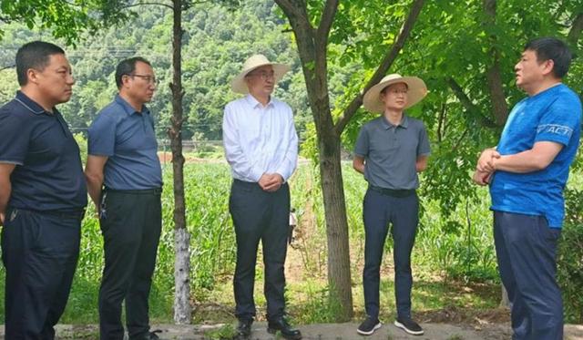 商州区委副书记,区长支朝奇调研督导供港澳蔬菜产业发展及"三夏"生产