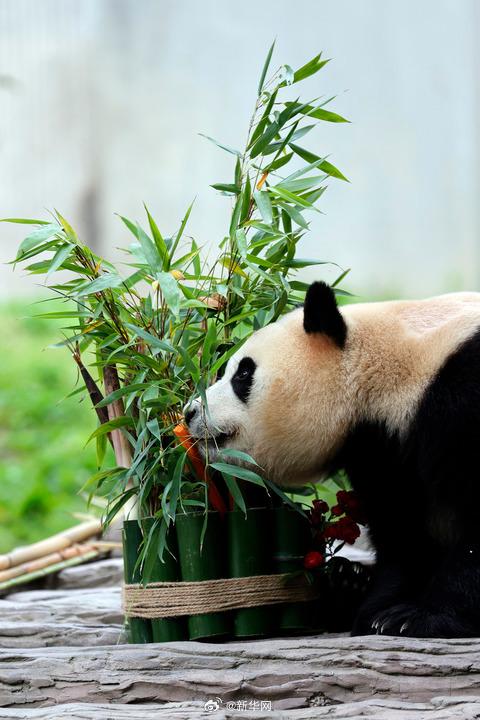 开播就霸榜的吃播博主"福宝"高清壁纸来啦