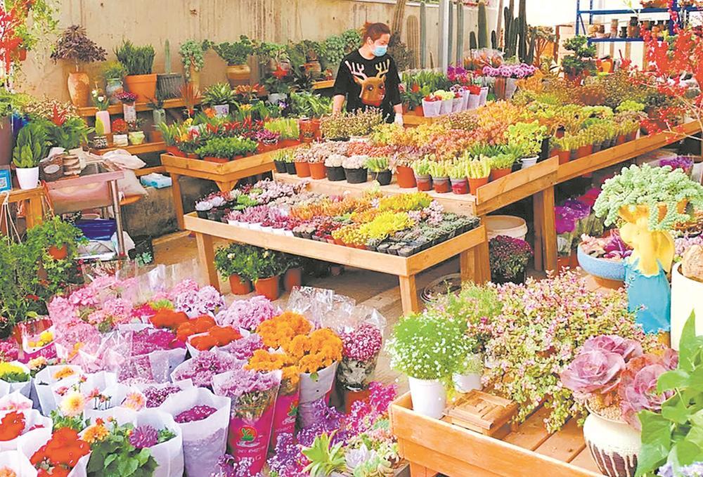 园艺进家 延伸绿色的希望