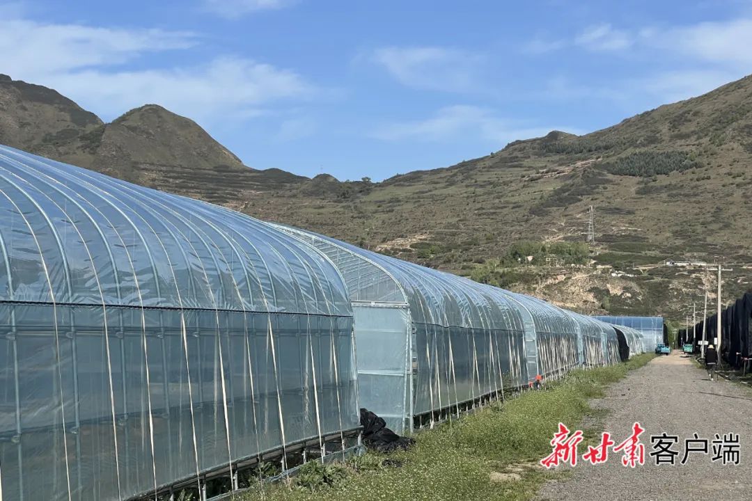 依托食用菌产品研发迅速成为卓尼县食用菌产业龙头