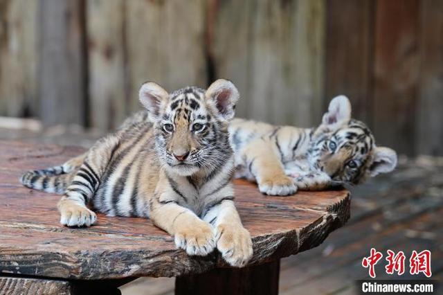 云南昆明:呆萌可爱动物宝宝圈粉游客